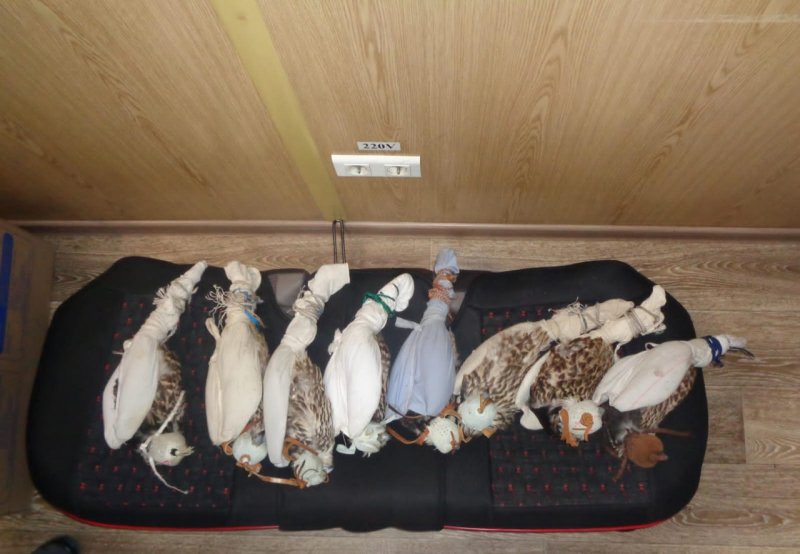 Следователем ОМВД России по Исилькульскому району расследуется уголовное дело о покушении на контрабанду птиц